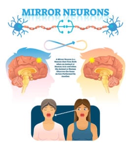 Mirror Neurons & Their Functions 8 mirror neurons