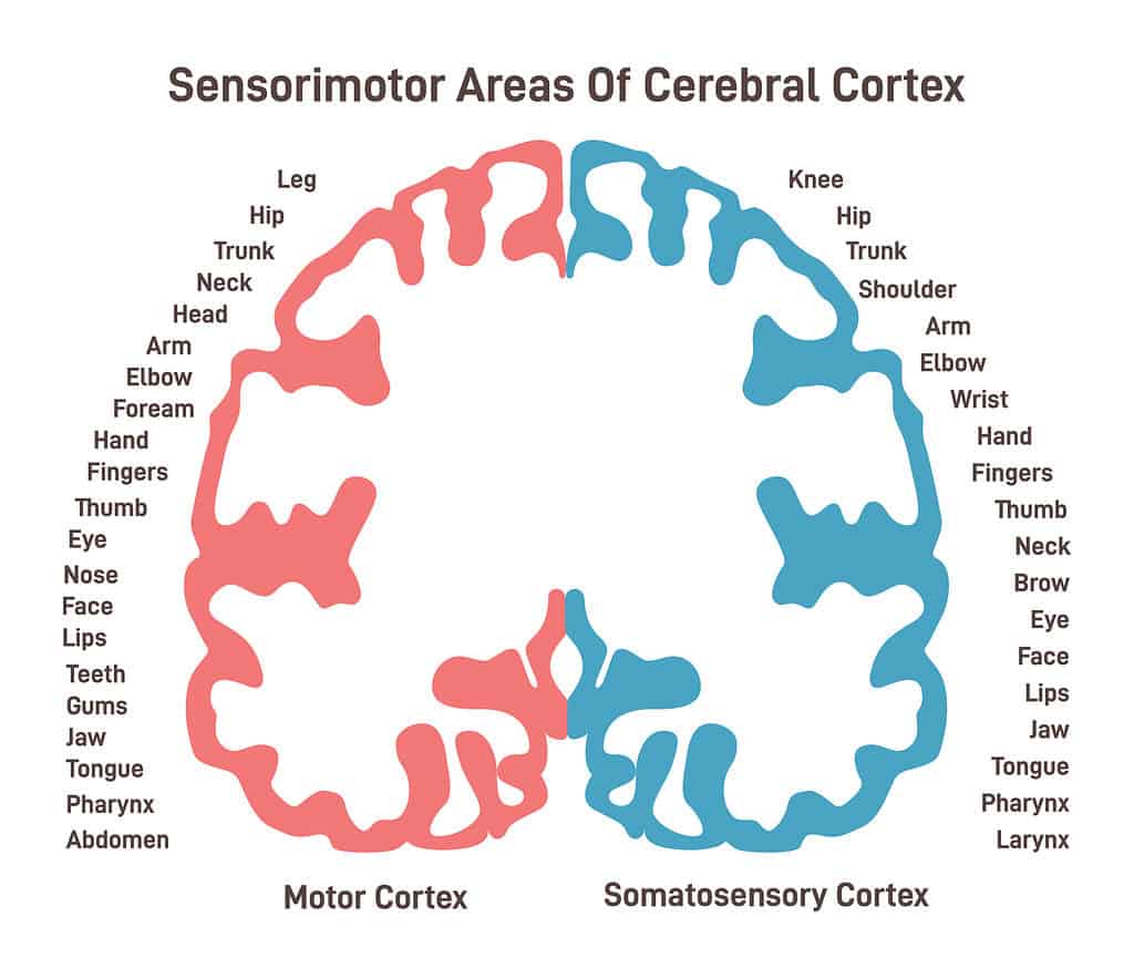 Somatosensory Cortex Function and Location 3 Motor Homunculus
