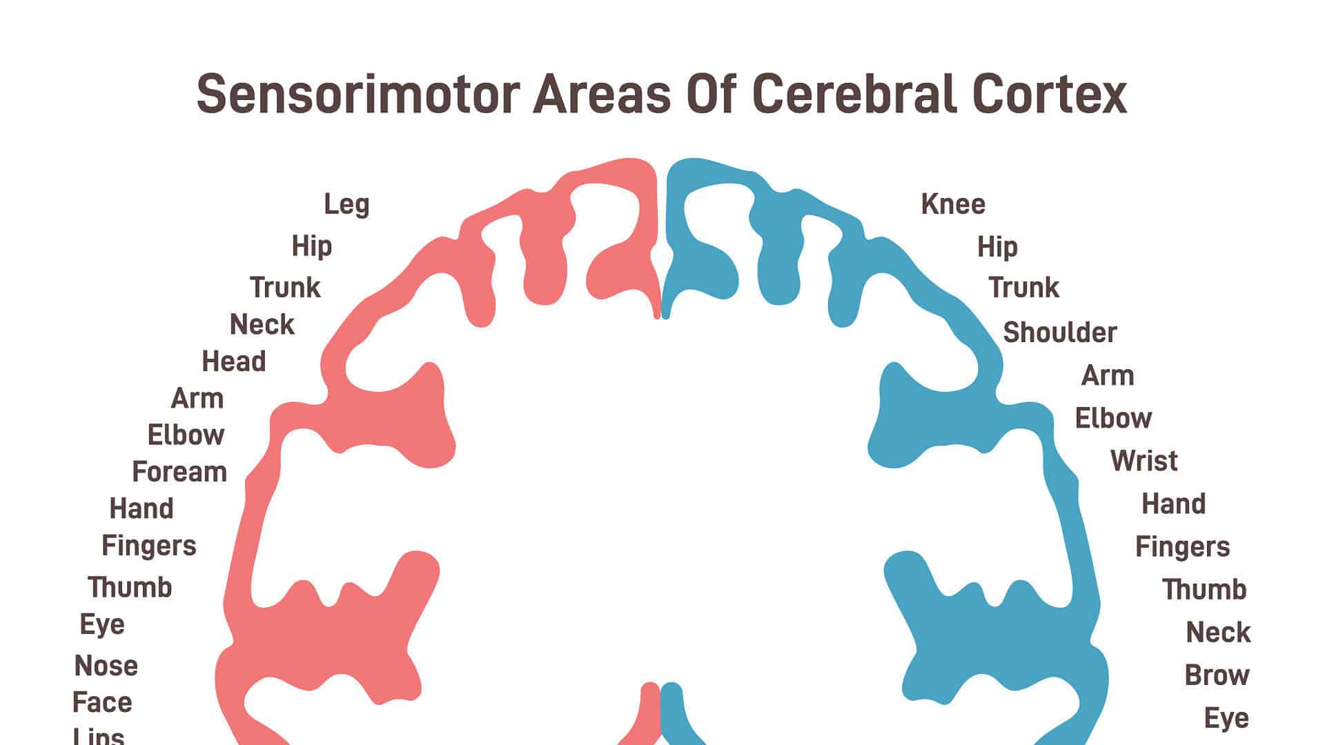Motor Cortex: Function and Location 3 Motor Homunculus