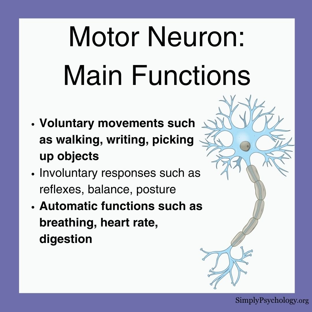 Motor Neuron Function An infographic titled "Motor neuron: main functions" with an image of a neuron with brief descriptions of voluntary, involuntary, and automatic functions.