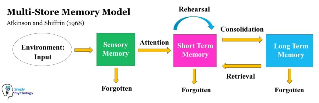 Multi-Store Memory Model: Atkinson and Shiffrin 1 Multi Store Model