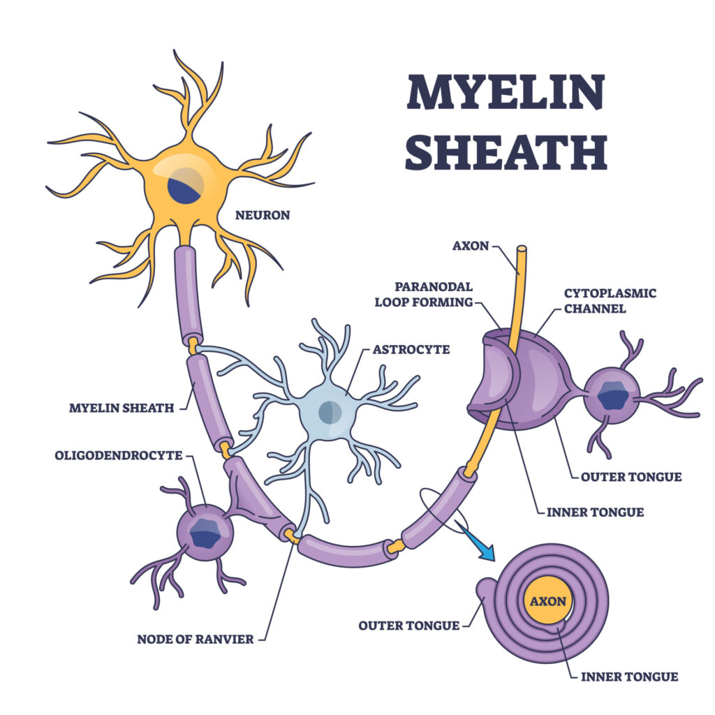 Myelin Sheath 1 myelin sheath 2