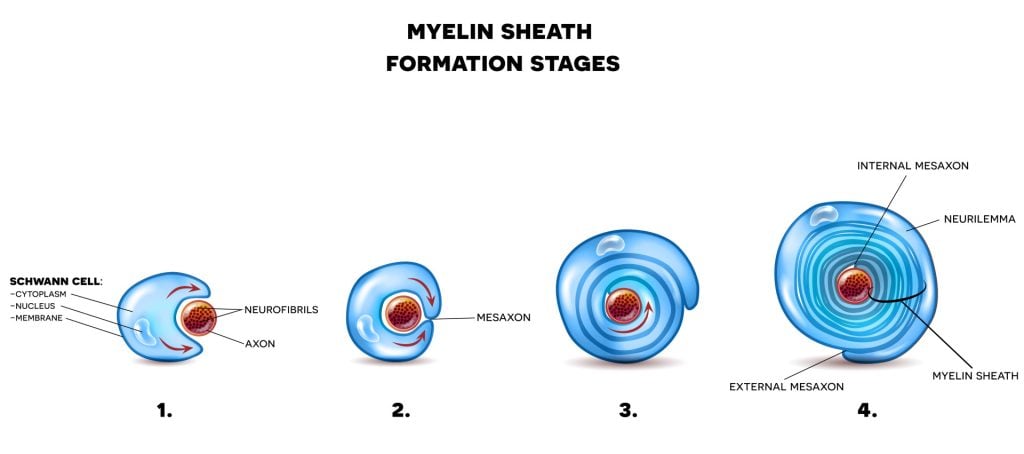 Myelin Sheath 5 Myelin sheath formation