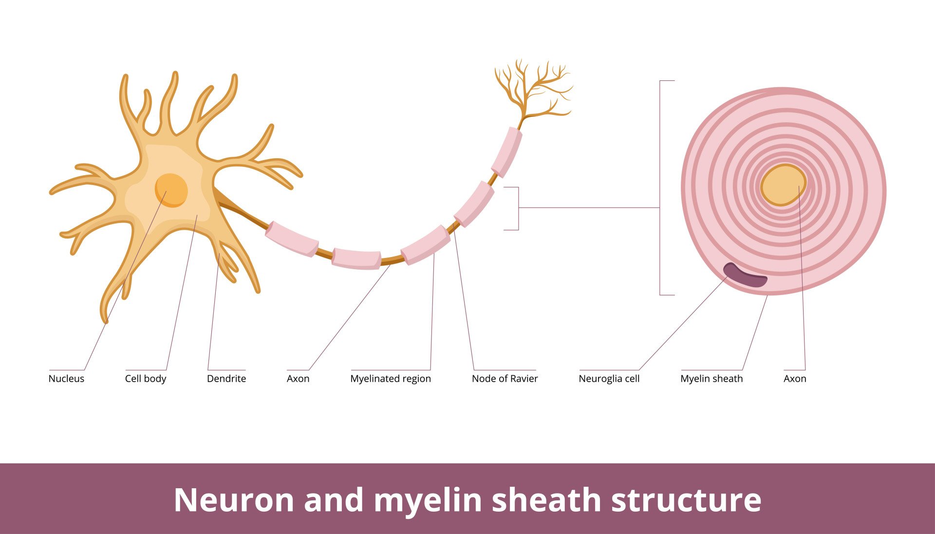 Myelin Sheath Structure myelin sheath structure