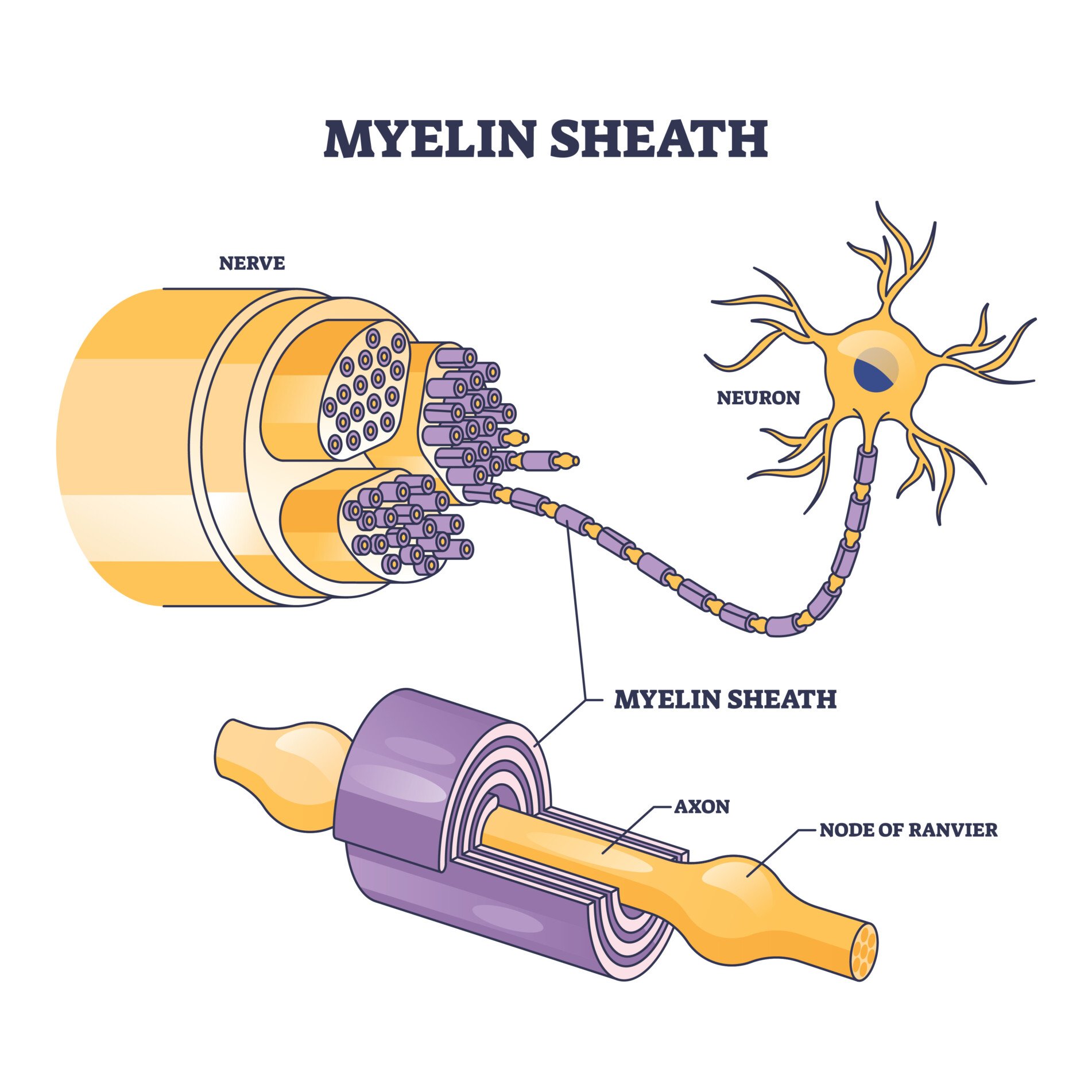 Myelin Sheath Myelin sheath as insulation layer for brain or spinal nerve outline diagram. Labeled educational anatomical scheme with physiological neuron, axon and node of ranvier location
