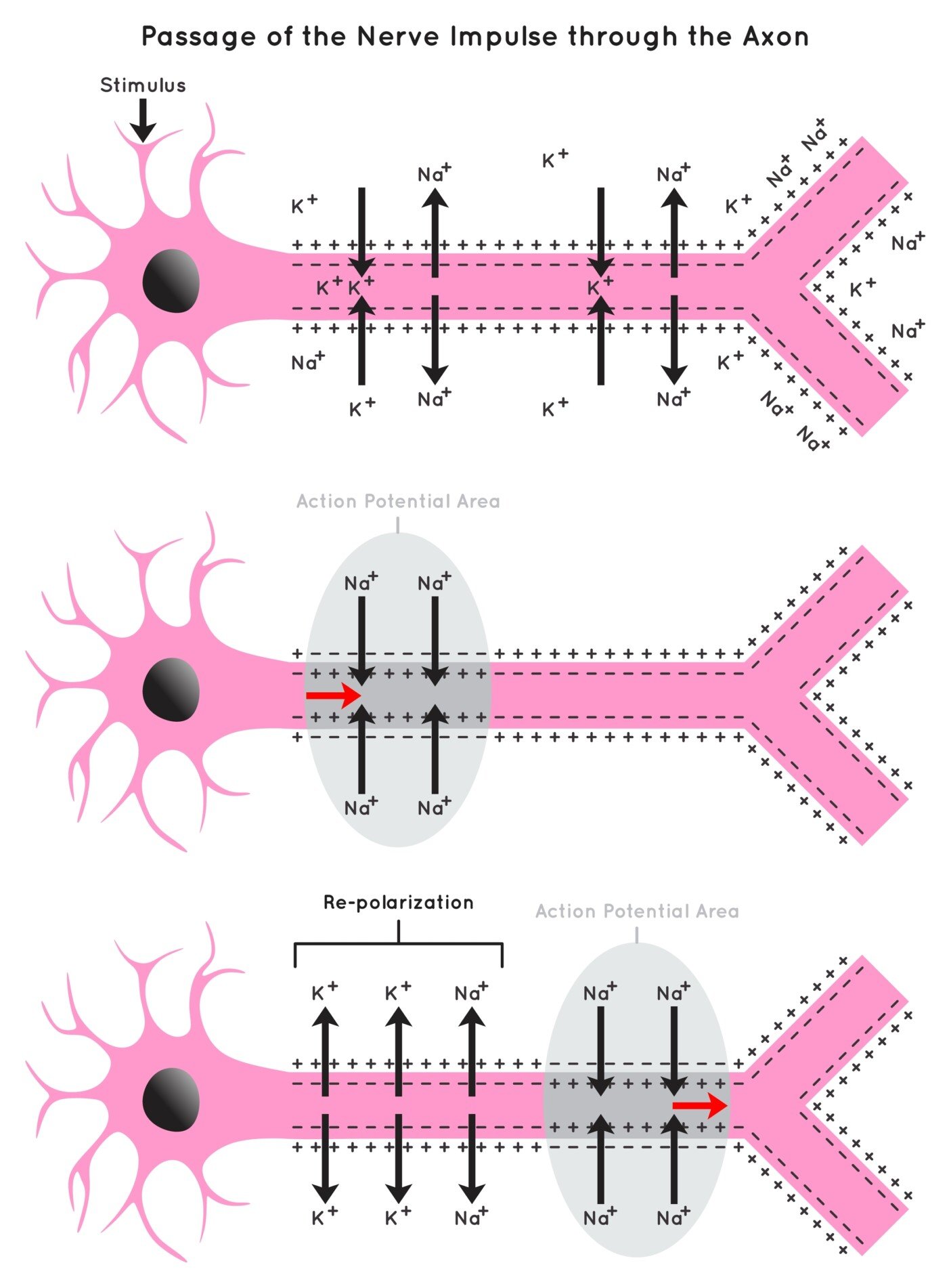 Nerve Impulse Passage,Of,The,Nerve,Impulse,Through,The,Axon,Infographic,Diagram