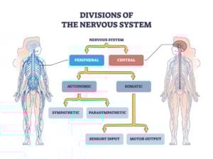 Biopsychology (A-level Psychology) 24 Diagram of the divisions of the peripheral and central nervous system flow chart.