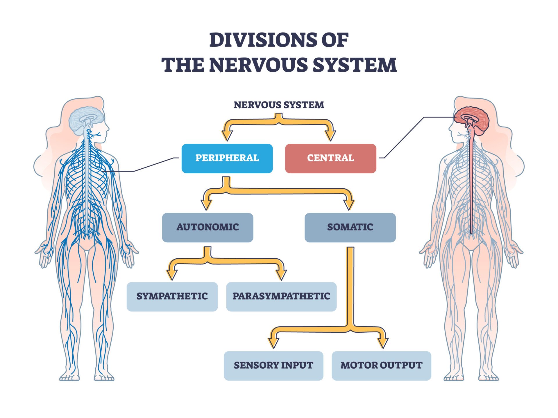 Divisions of Peripheral and Central Nervous System Diagram of the divisions of the peripheral and central nervous system flow chart.