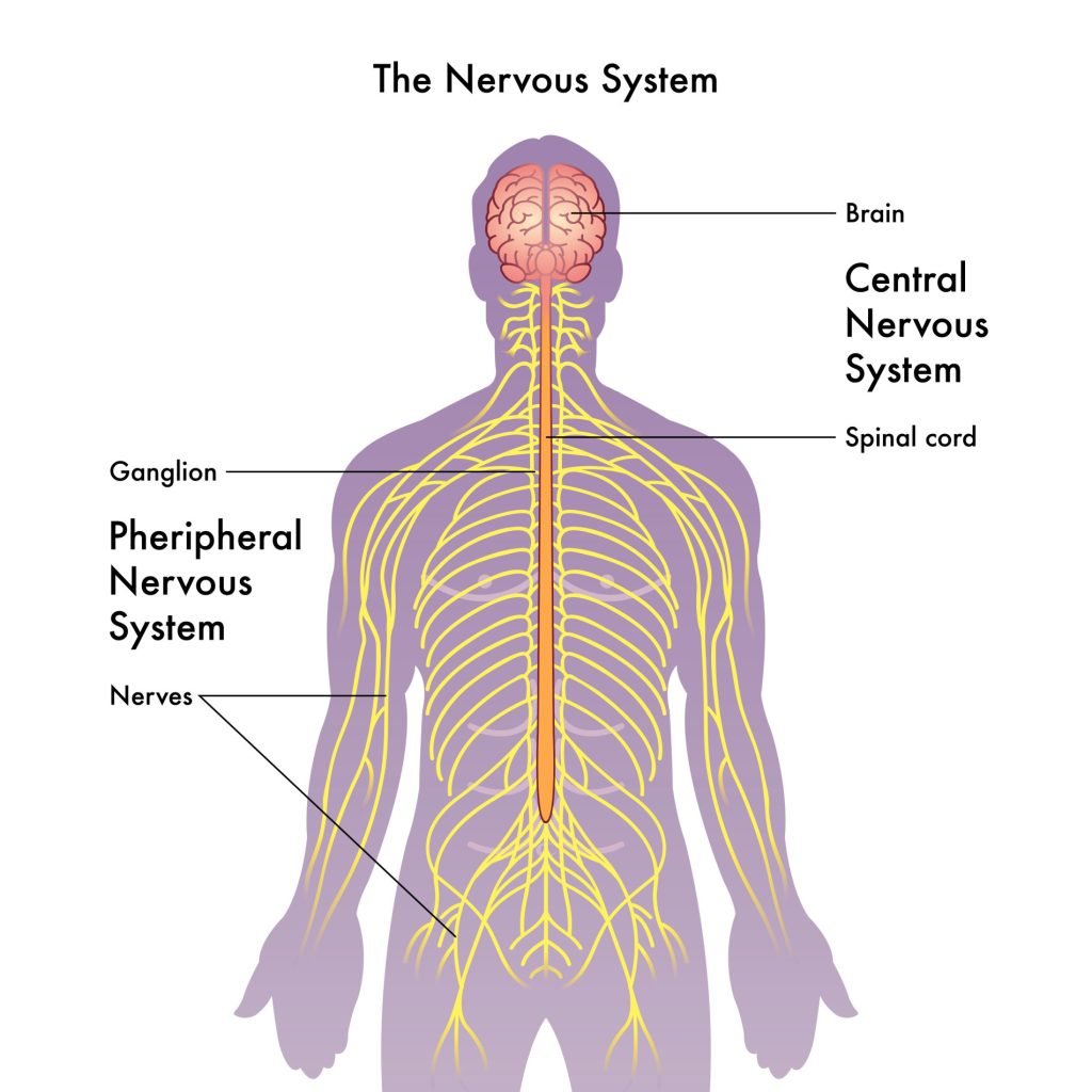 Structure and Function of the Central Nervous System 4 nervous system