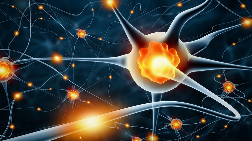 What is Neurogenesis? 1 Neurogenesis