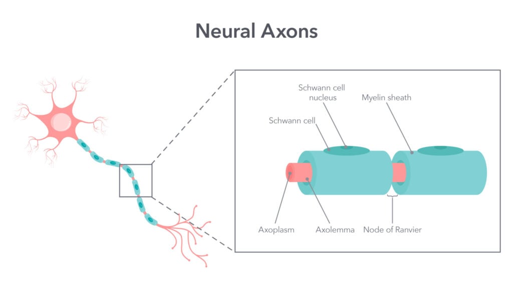 An Easy Guide to Neuron Anatomy with Diagrams 4 an illustration of a neuron with a focused section on the axon with its labelled parts