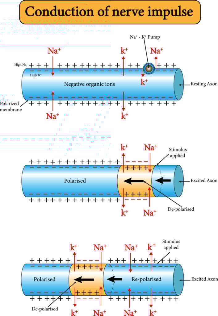 An Easy Guide to Neuron Anatomy with Diagrams 8 Diagrams that illustrate the conduction of nerve impulses