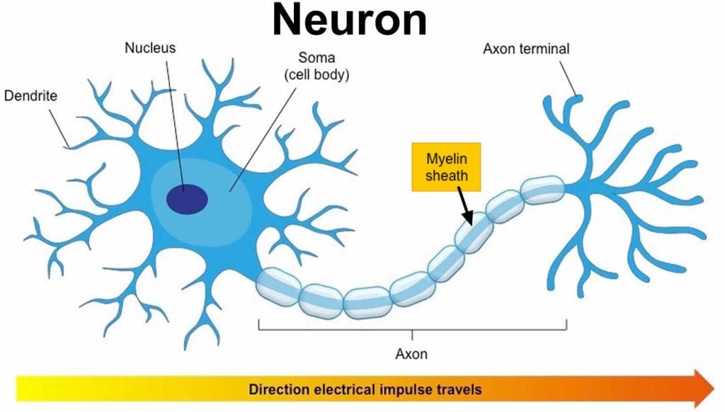 Myelin Sheath 2 Neuron with myelin sheath 1