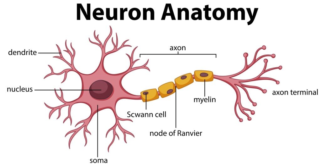 Parts of the Brain: Neuroanatomy, Structure & Functions in Neuroscience 14 Neuron with myelin sheath