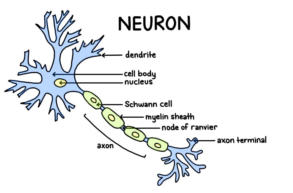 Neuron Structure Neuron