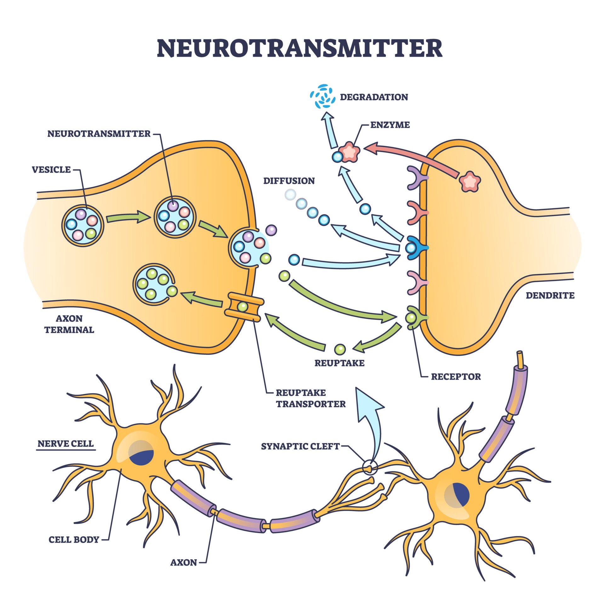 Neurotransmitter Diagram of two neurons with a part focused in on the process of neurotransmission at the synpase. Labelled vesicles, receptors, reuptake, enzymes.
