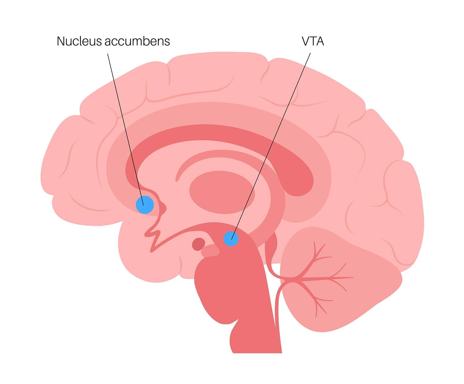 nucleus accumbens