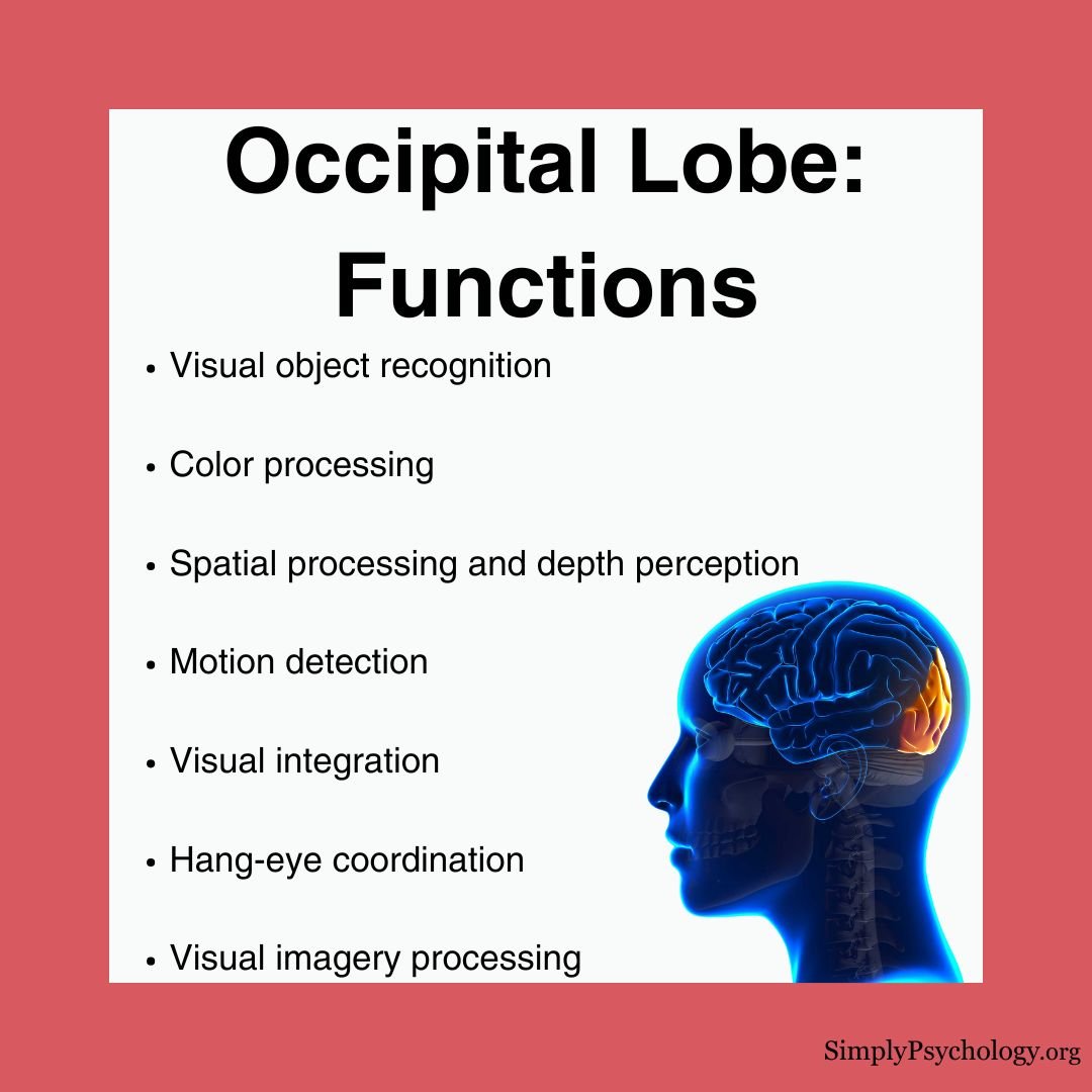 Occipital Lobe Functions An infographic titled "Occipital Lobe: Functions" with bullet points of different functions and an x-ray image of the brain with the occipital lobes highlighted.