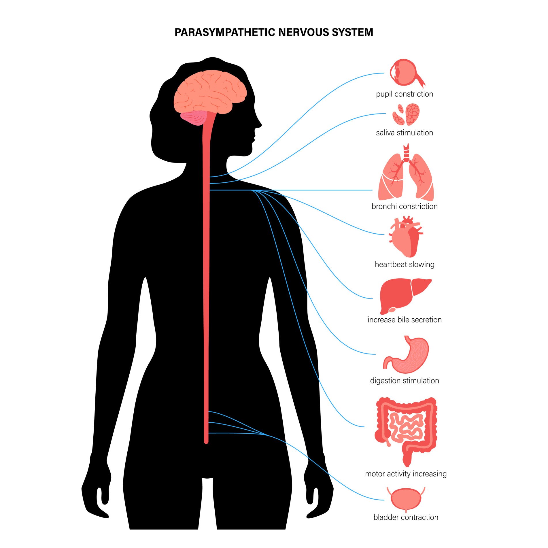Autonomic Nervous System (ANS): What It Is and How It Works 3 parasympathetic nervous system