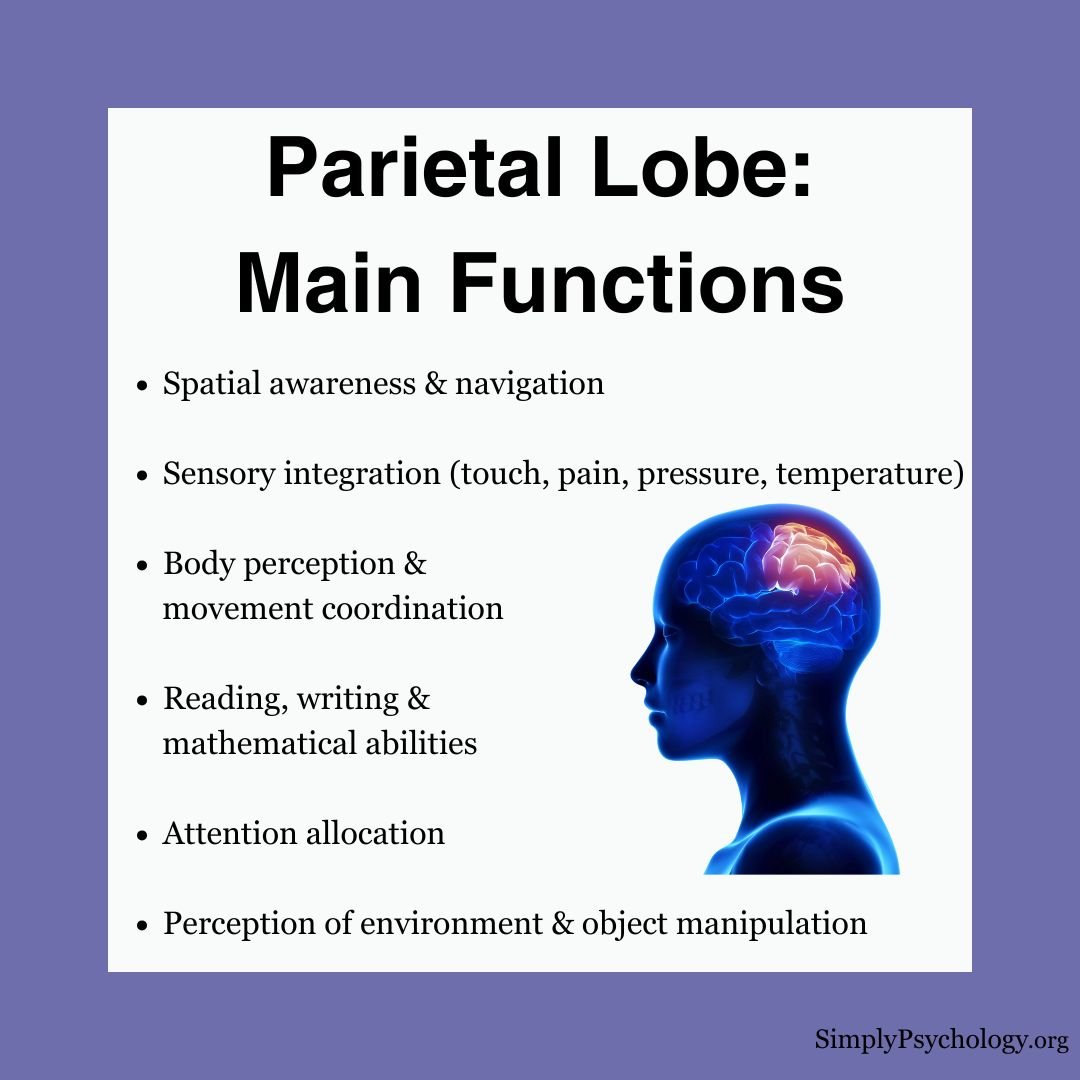 Parietal Lobe An infographic titled 'Parietal lobe: Main functions' with an image of a brain with the parietal lobe highlighted and the main functions in bullet point list.