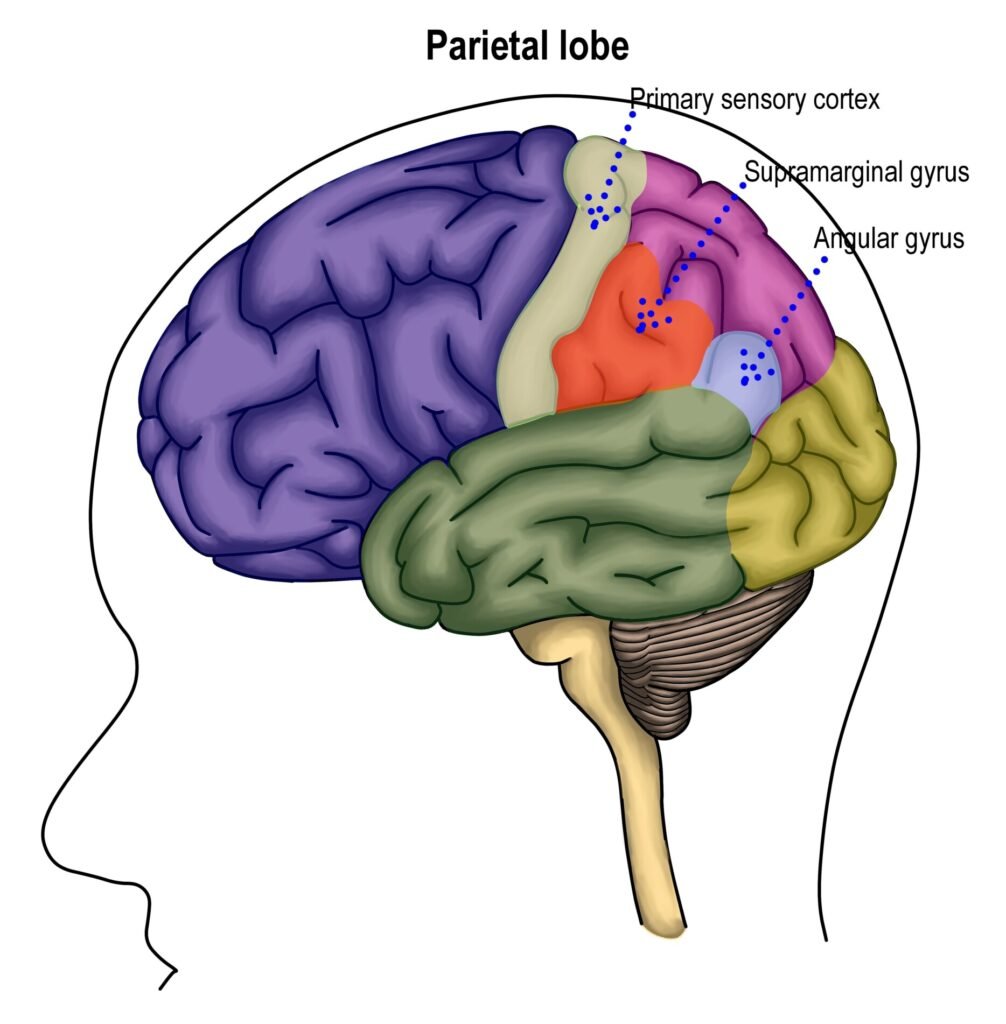 Parietal Lobe: Definition, Functions, Structure & Location 1 parietal lobe