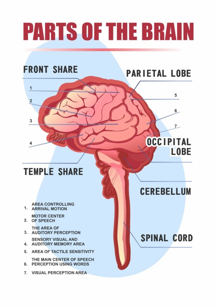 Parts of the Brain: Neuroanatomy, Structure & Functions in Neuroscience 18 parts of the brain