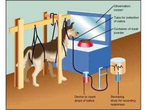 Pavlov’s Dogs Experiment and Pavlovian Conditioning Response 23 Pavlov