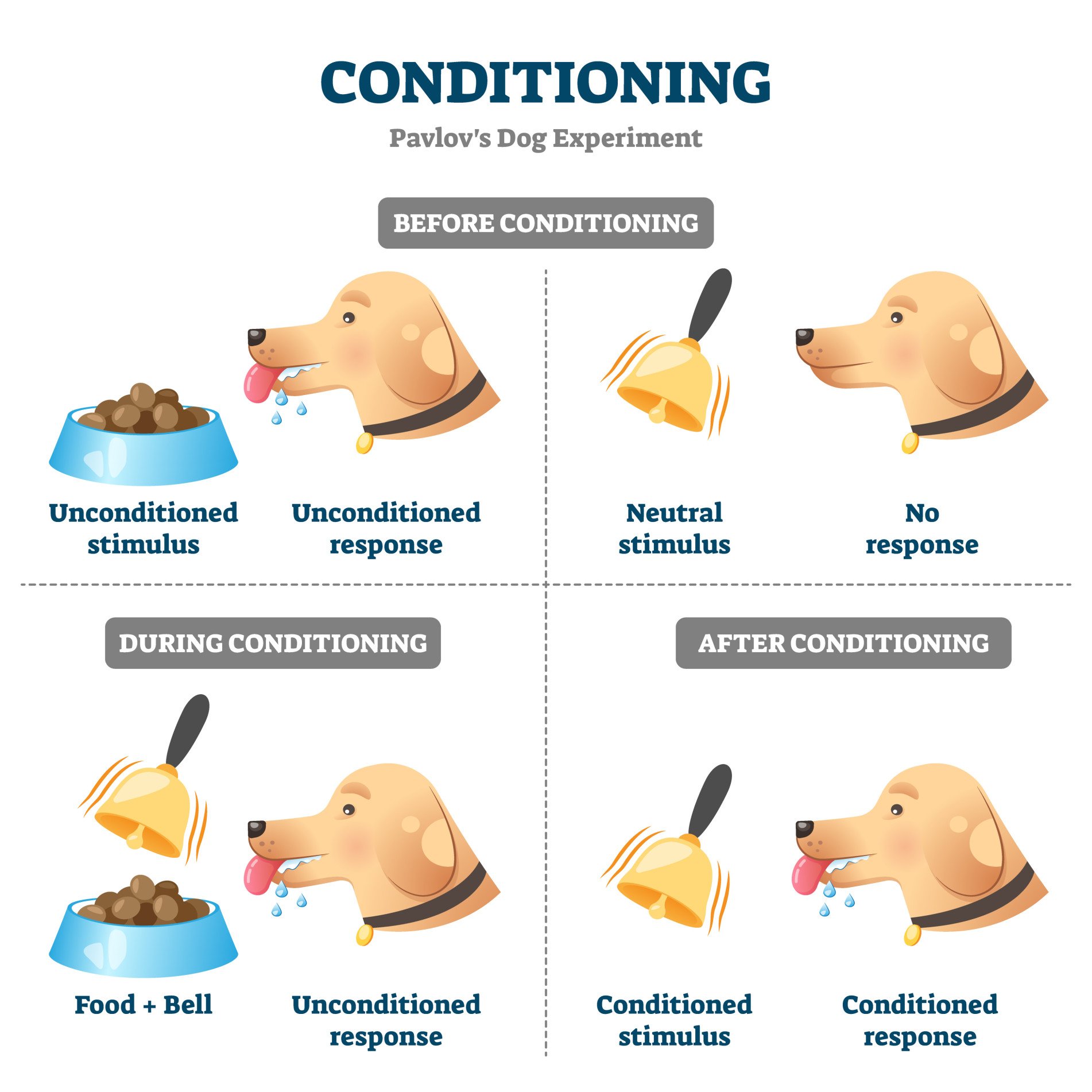 Unconditioned Stimulus in Psychology 1 classical conditioning pavlov's dogs