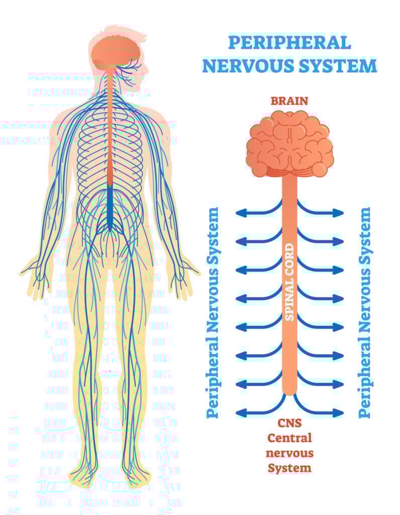 Peripheral Nervous System (PNS): Parts and Function 7 peripheral nervous system 1