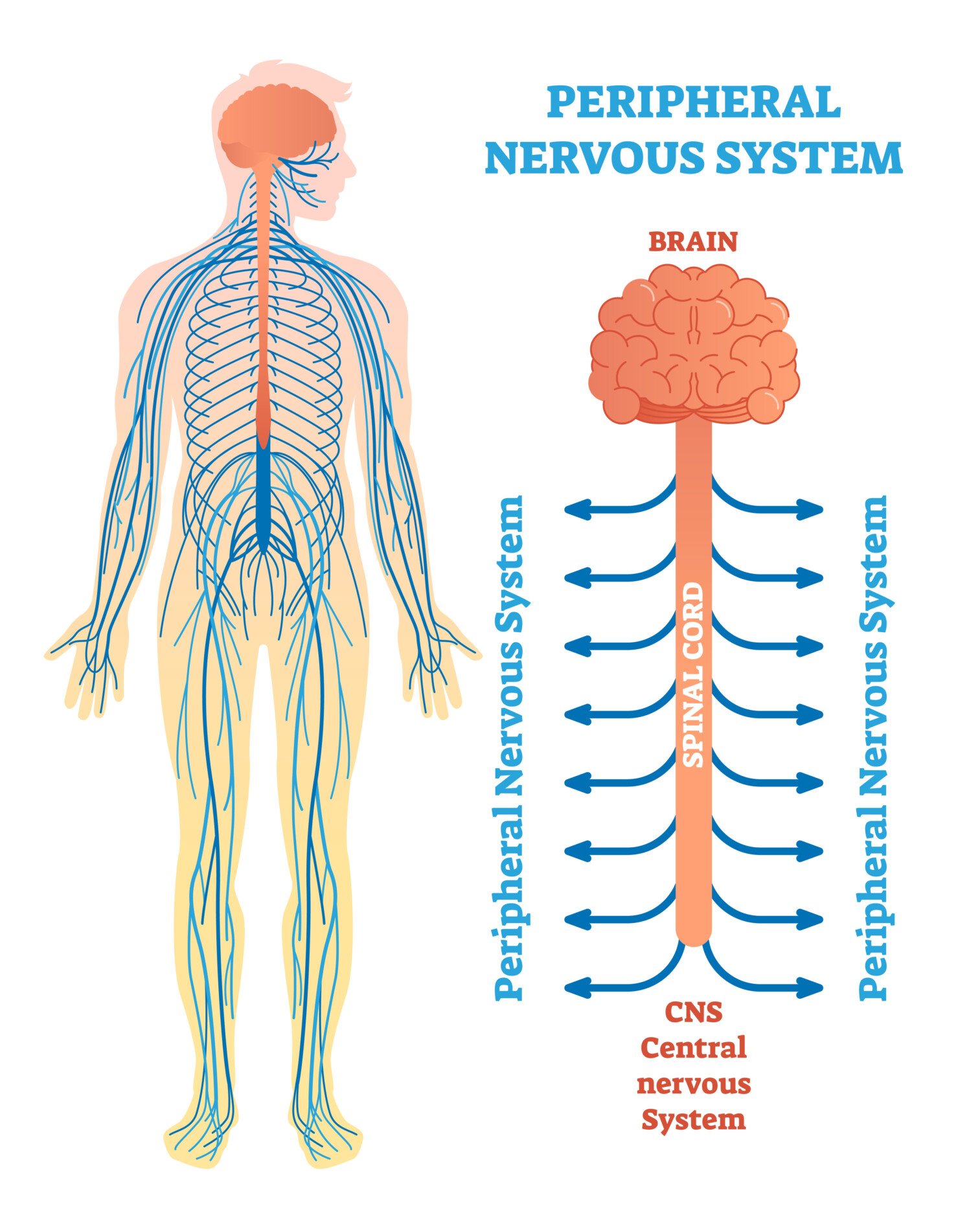 Peripheral nervous system, medical vector illustration diagram with brain, spinal cord and nerves. peripheral nervous system 1