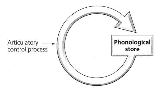 Working Memory Model 3 phonological loop