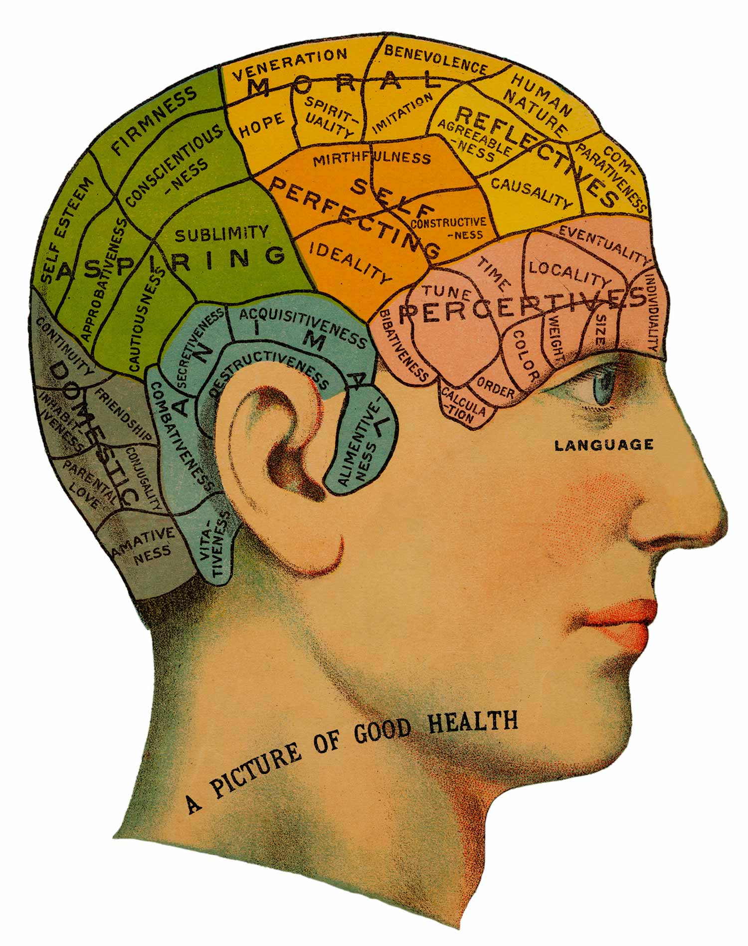 Phrenology: The Study of Skull Shape and Behavior 1 phrenology head