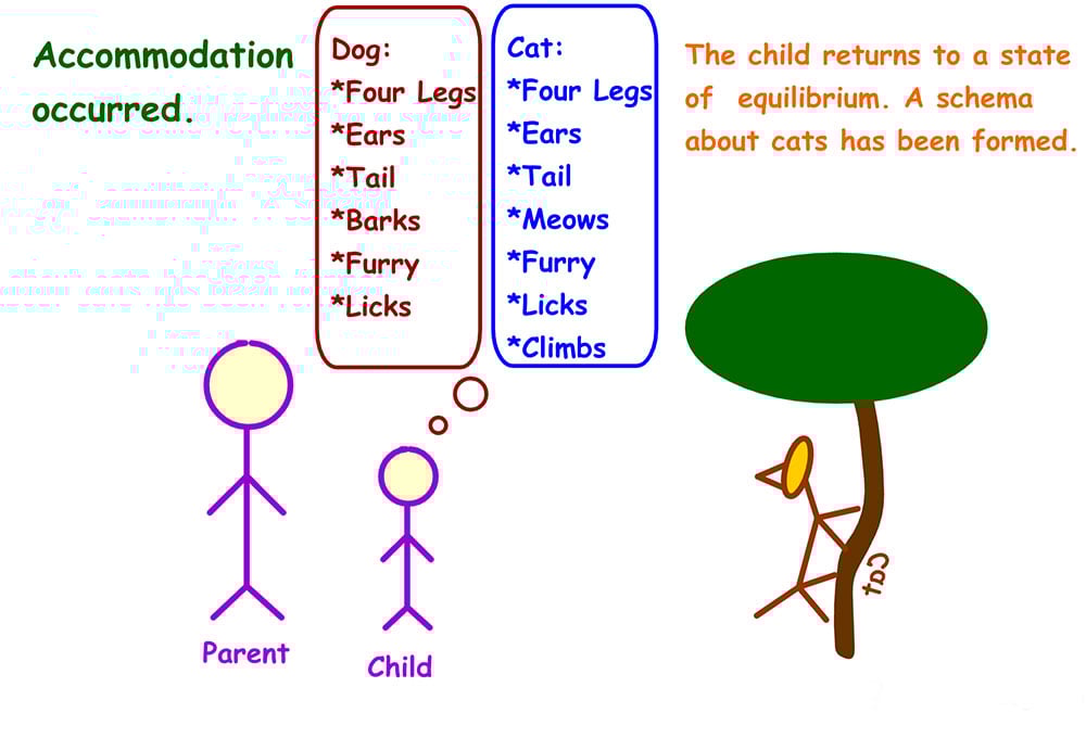 Understanding Accommodation and Assimilation in Psychology 13 Example of accommodation in Psychology