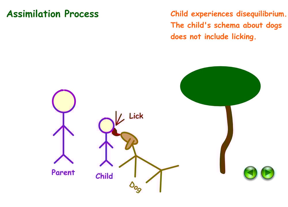 Understanding Accommodation and Assimilation in Psychology 3 piaget assimilation5