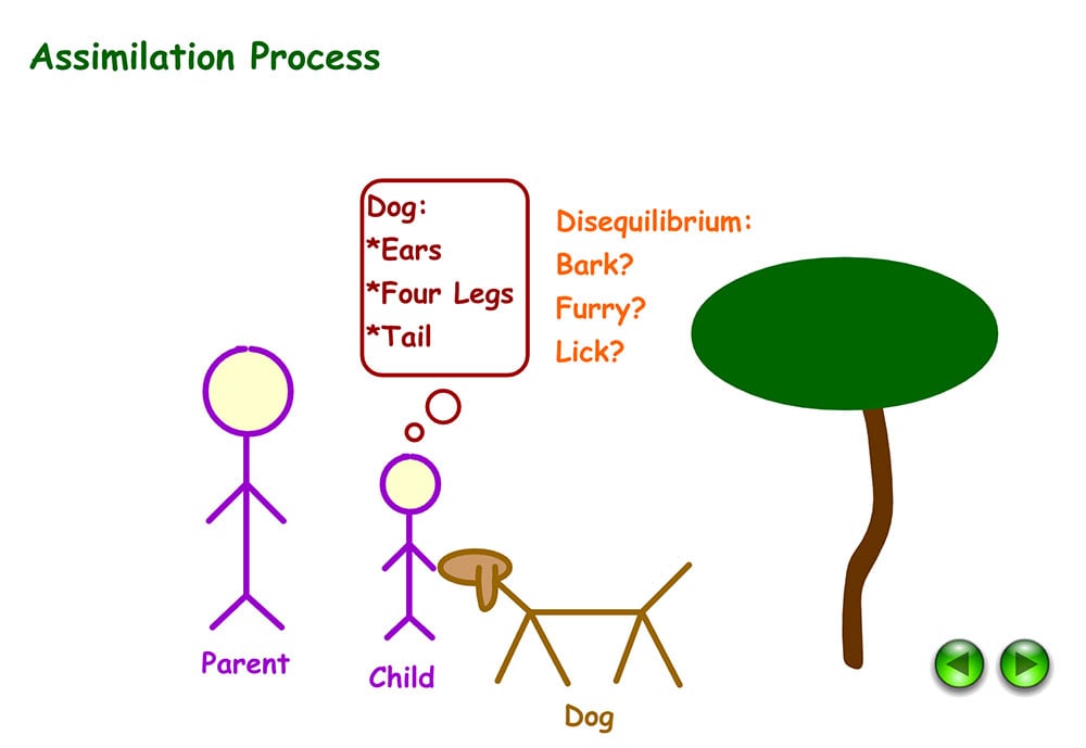 Understanding Accommodation and Assimilation in Psychology 4 piaget assimilation6
