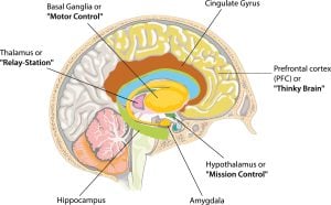 A sliced image of the brain with labels of different areas such as the prefrontal cortex, amygdala, and hippocampus