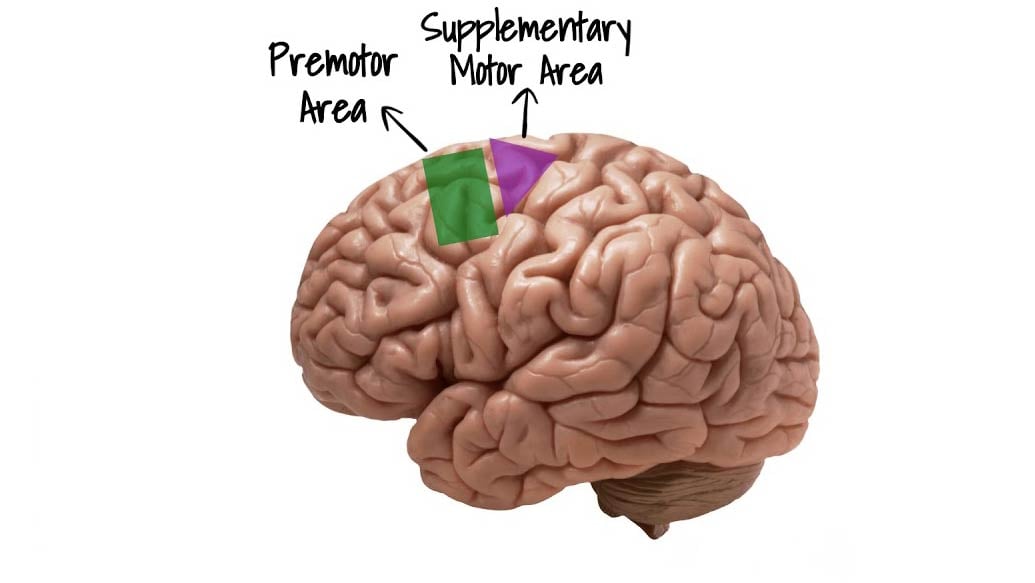 Motor Cortex: Function and Location 2 premotor and supplementary motor