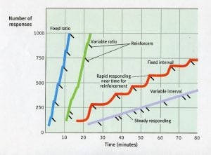 Schedules of Reinforcement in Psychology (Examples) 26 reinforcement schedules
