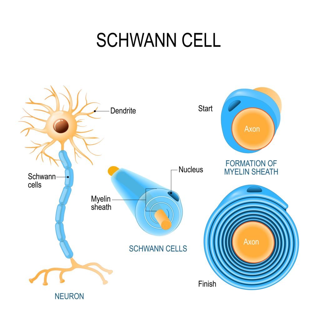 Schwann Cell