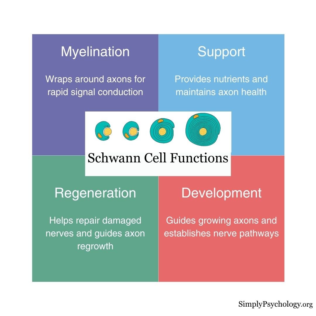 Schwann Cell Functions A 4 panel infographic titled 'schwann cell functions' with an image of schwann cells spiralling around an axon and 4 different functions described: myelination, support, regeneration, and development.