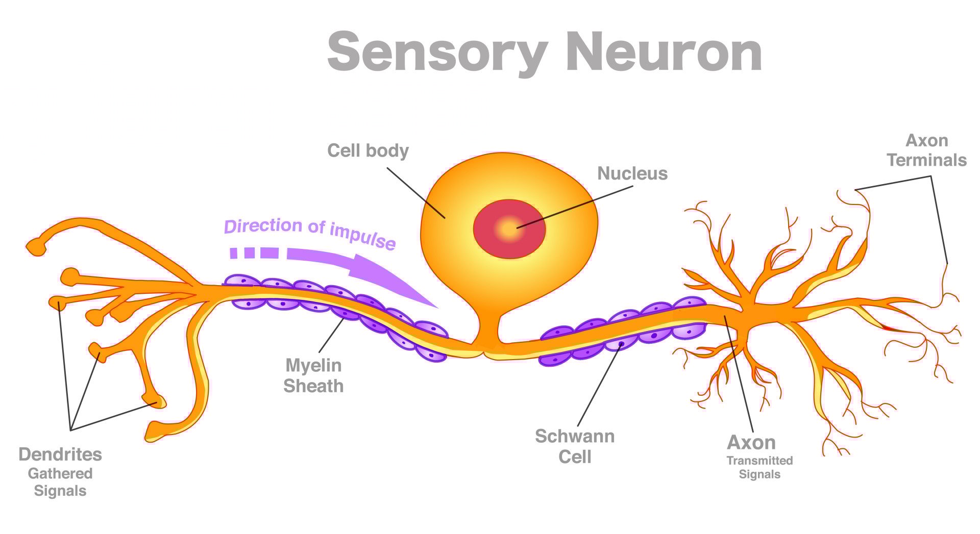Sensory Neuron Sensory Neuron