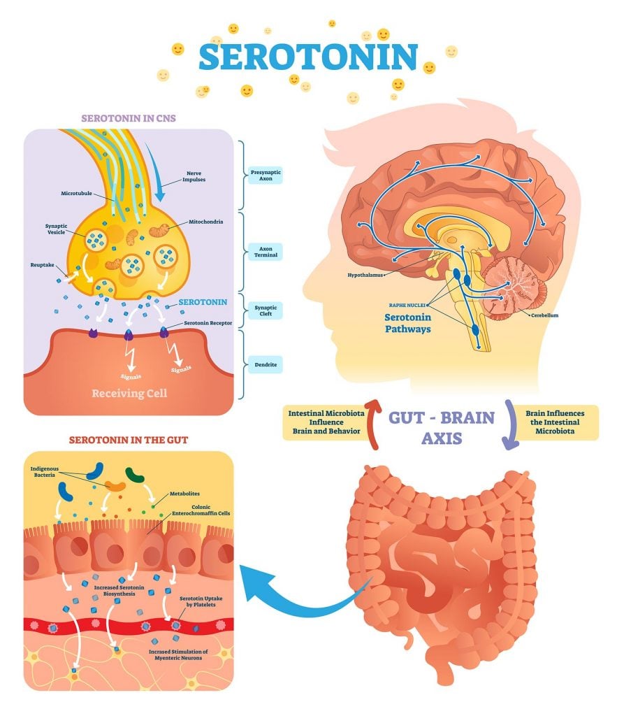 Dopamine and Serotonin: Our Own Happy Chemicals 2 Serotonin