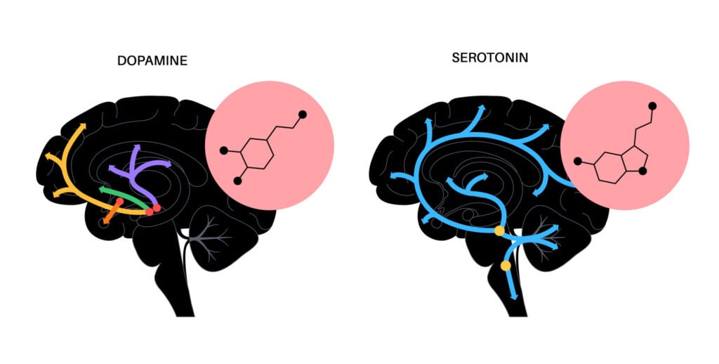Dopamine and Serotonin: Our Own Happy Chemicals 1 serotonin dopamine