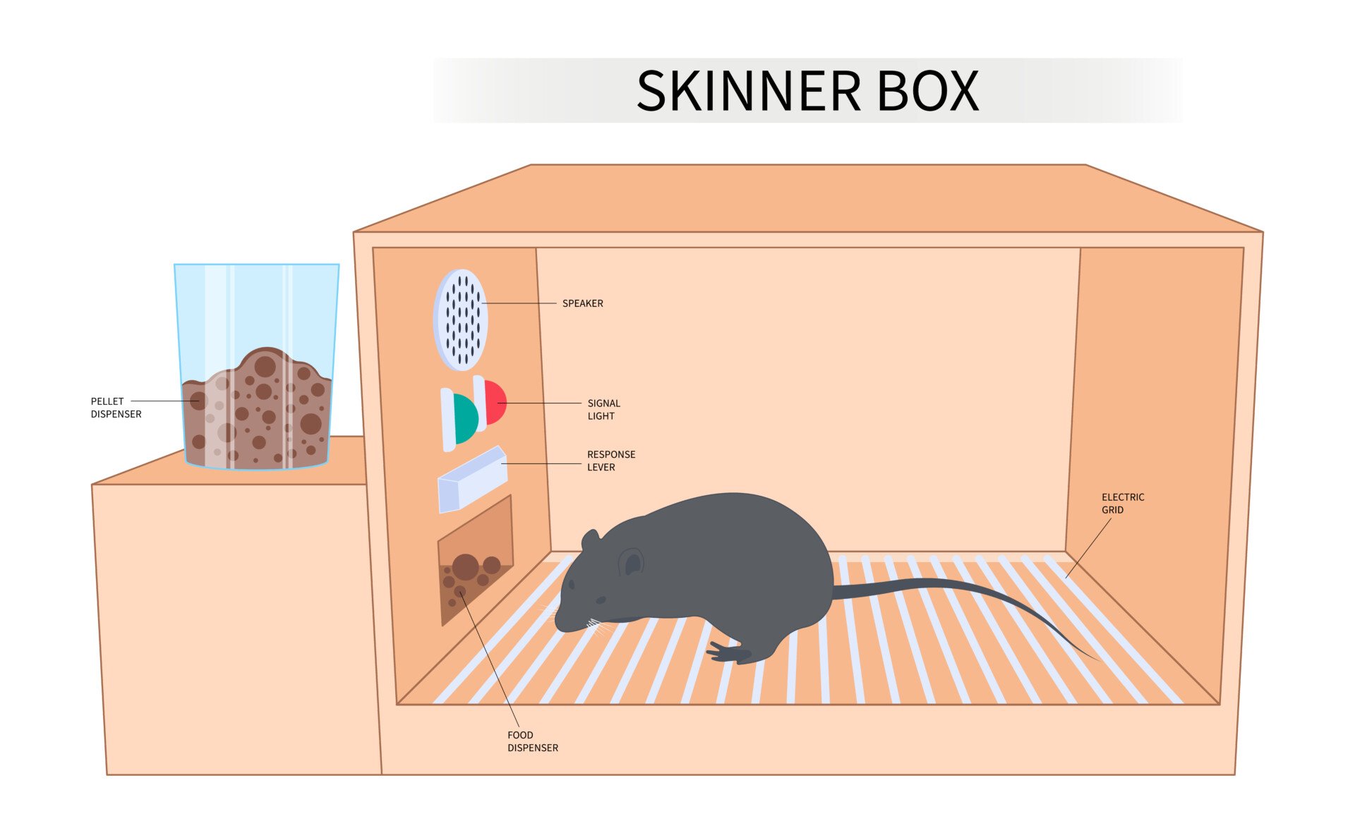 skinner box 1