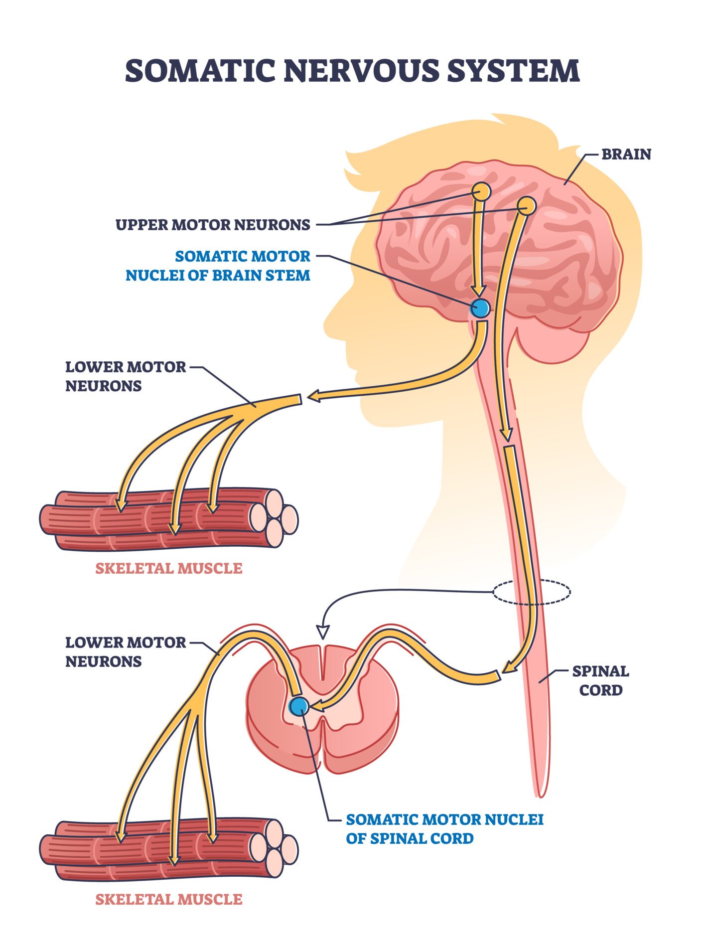 Somatic Nervous System Somatic nervous system with human brain impulse to muscle outline diagram. Labeled educational upper motor neurons and nuclei of brain stem