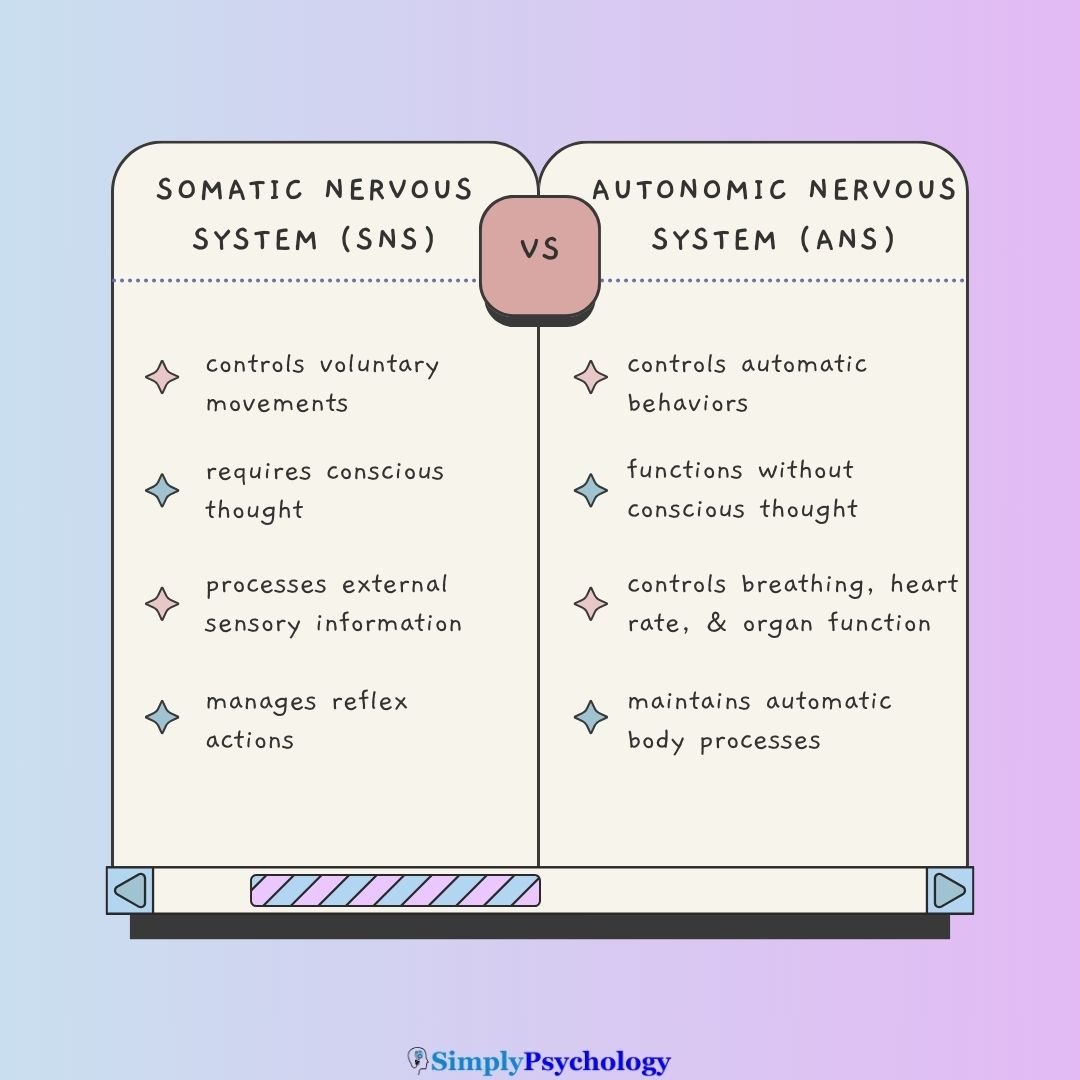 Somatic Vs Autonomic Nervous System A comparison table of the somatic and autonomic nervous systems