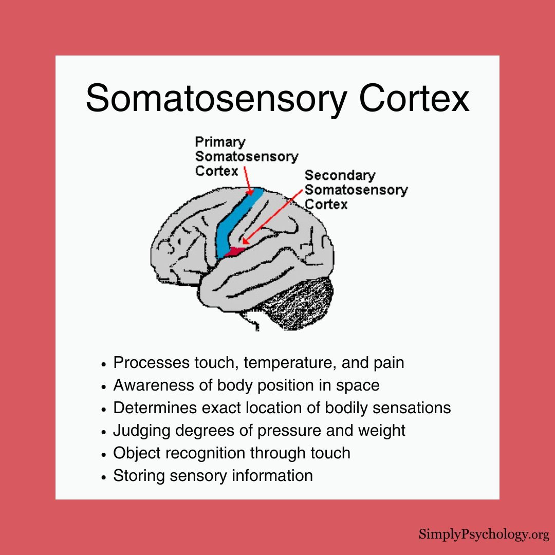 Somatosensory Cortex An infographic titled 'somatosensory cortex' with an outline of the brain with the primary and secondary somatosensory cortices highlights and bullet points with some of the main functions underneath.