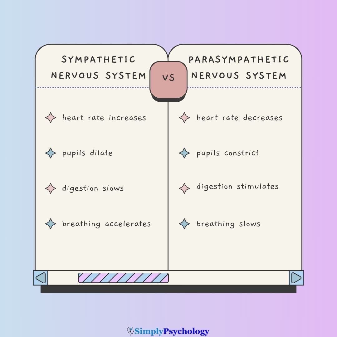 Sympathetic vs parasympathetic nervous system Sympathetic nervous system vs parasympathetic nervous system comparison table.