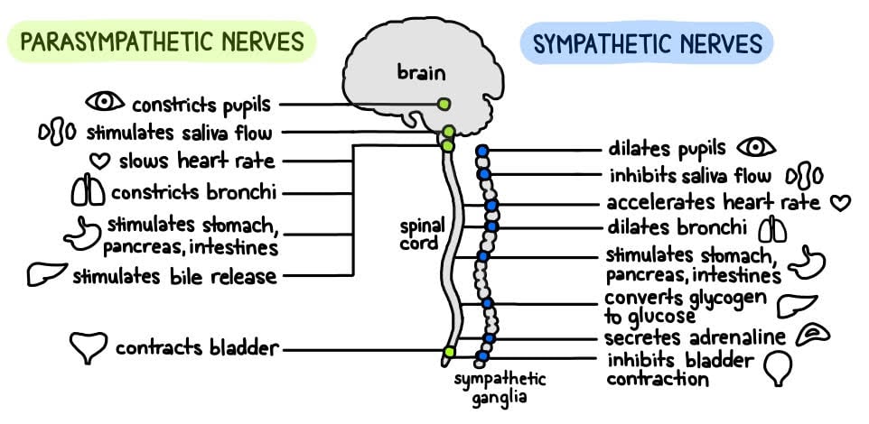 Sympathetic vs Parasympathetic Nervous System sympathetic vs parasympathetic