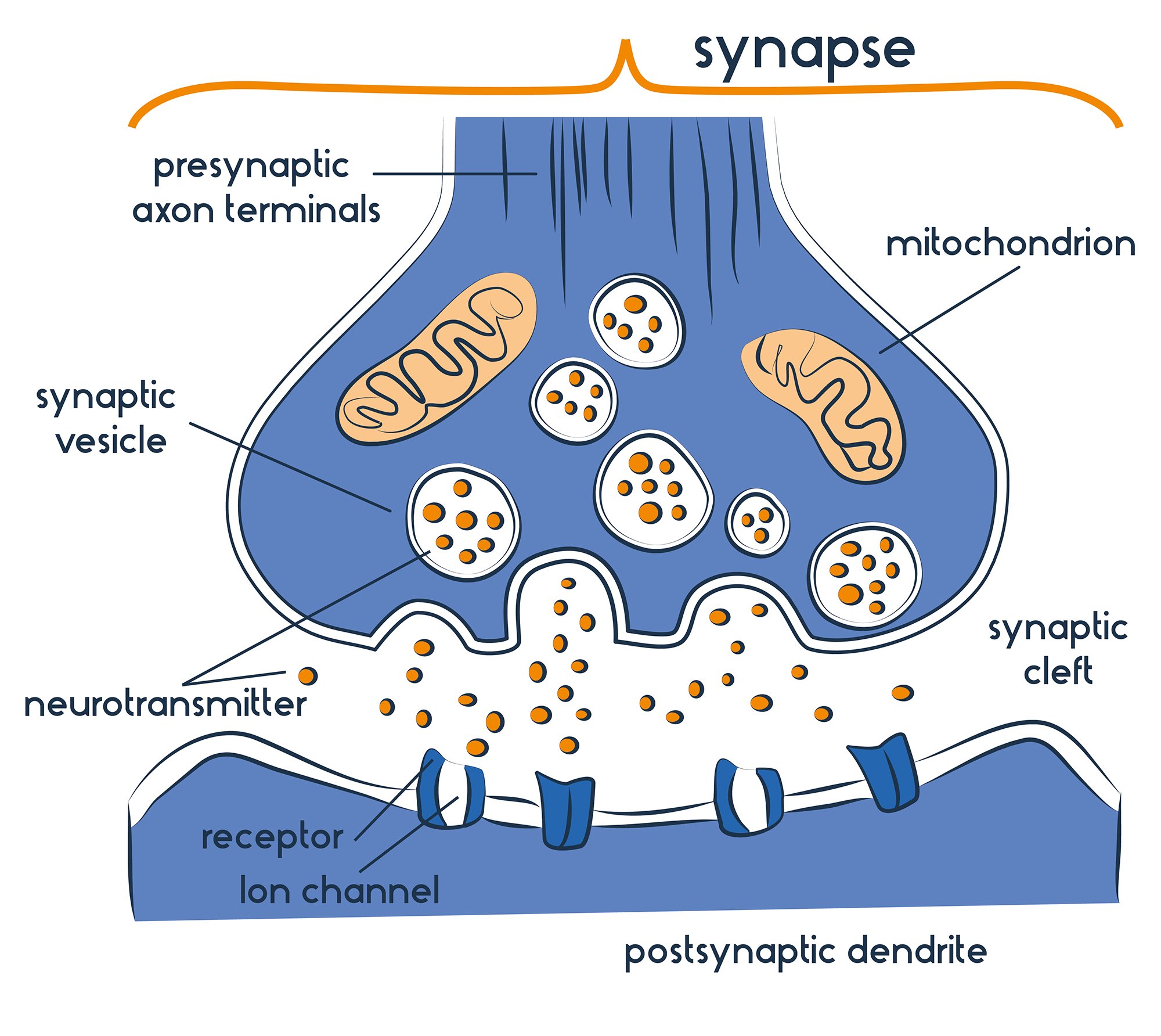 synapse synapse
